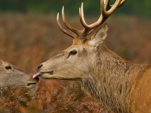 Feel the Alps - Autumn Vibes Feel the Alps - Autumn Vibes